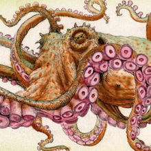 Load image into Gallery viewer, Octopod: Specimen F